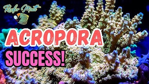 Acropora Success in Your Reef Tank!