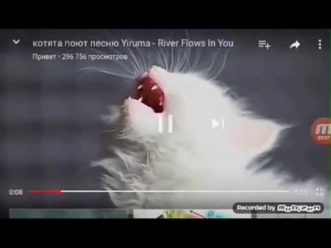 александр рыбак котик клип. котик ноты. александр рыбак котик. чëрный кот песня не на ютубе. песни про котят.