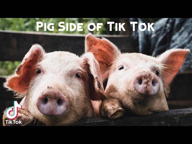 how to get tio in pig｜TikTok Search