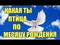 КАКАЯ ВЫ ПТИЦА ПО МЕСЯЦУ РОЖДЕНИЯ