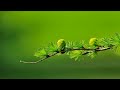 Relaxing Music with Birds Singing   Beautiful Piano Music &amp; Guitar Music by Soothing Relaxation