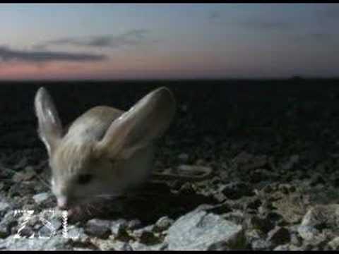 Video: Long-eared jerboa: description with photo