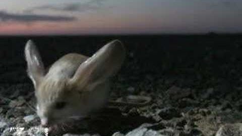 Long-eared Jerboa: extraordinary desert creature