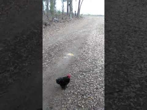 Frog The Rooster Greeting The School Bus