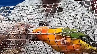 All are urgent sale 😢 😞 😭 😕 💔 😪 😢 😞 😭 😕 💔