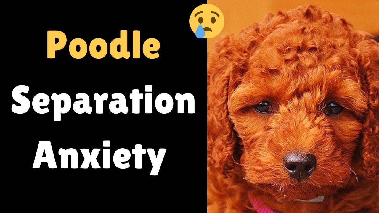 Poodle Separation Anxiety