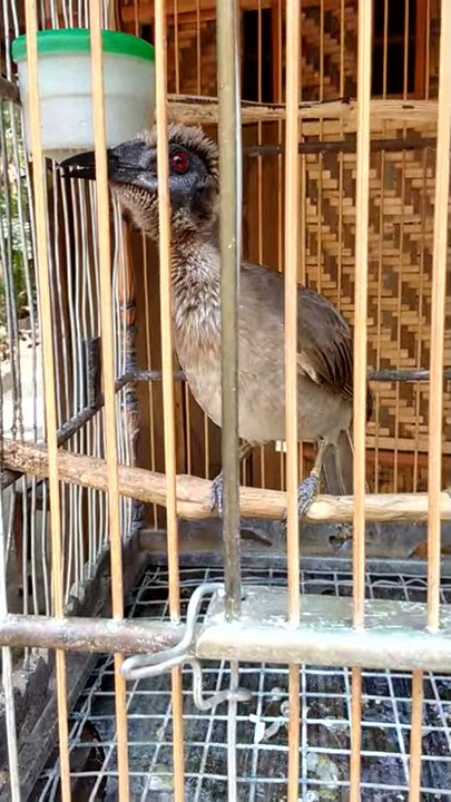 Unyil-unyil usro (Burung Bernyanyi)