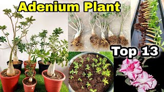 Top 13 easy Adenium plant care | Adenium grafting