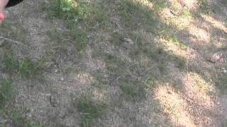 MOV032  Copy