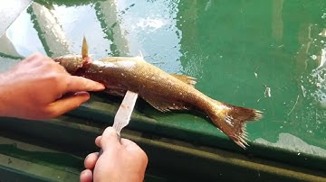 HOW TO FILLET A WALLEYE - Neat trick for removing rib cage bones