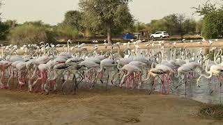 Flamingos at Flamingo lake, Al Qudra, Dubai