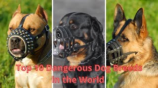 Top 10 Most Dangerous Dog Breeds In The World  I 2023 I #Dogs I #Puppies