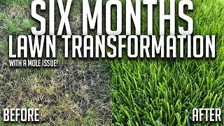 6 Month Lawn Transformation  How I fixed my ugly lawn  With a mole problem  Overseeding process!