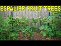 How To Espalier Fruit Trees With A Double Cordon Trellis System