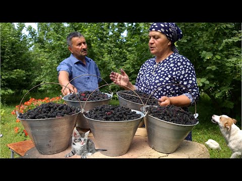 Harvesting Black Mulberries and Preserve for Winter