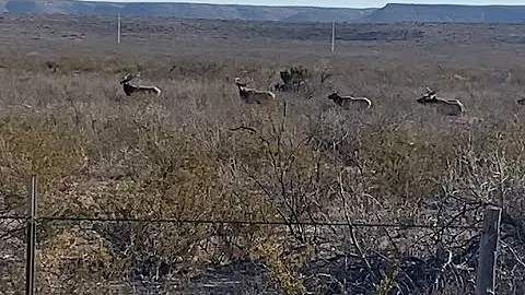 West Texas elk