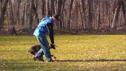 Red Doberman Pinscher Lexi - Advanced Obedience Training Graduate