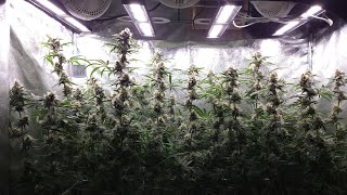 After Dinner Breath, MAC & Orange Juice Garden Update #5