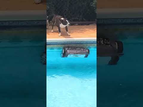 Video: Bisakah boston terrier berenang?