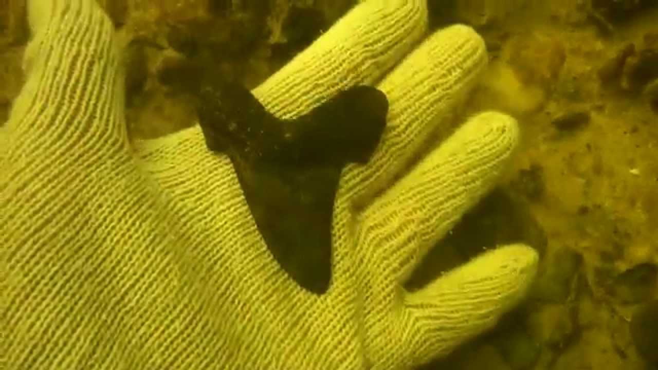 Big Shark Tooth Diving YouTube