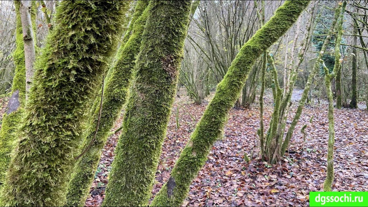 Сочи Национальный парк. Зима - YouTube