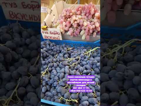 Видео: Сорт грозде Carmenere: описание на сорта, снимки, ревюта