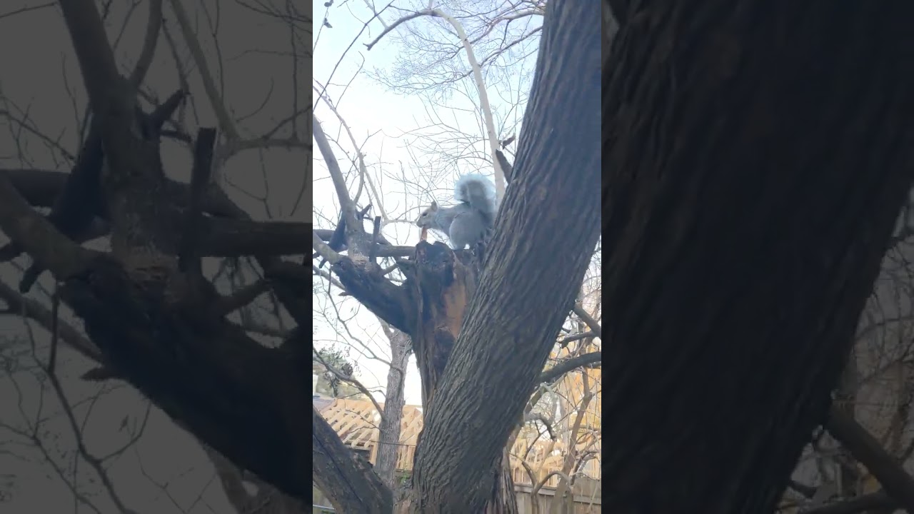 a hanging squirrel??!! 