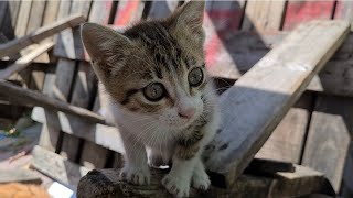 Little Kitten Living on the Street Has Incredibly Beautiful Eyes.