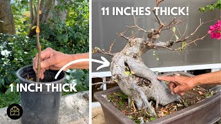 Grow This THICK Bonsai Trunk in Only 7 Years!