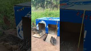 Simple DIY Cardboard Bird Trap! 📦🐦 Does It Work?