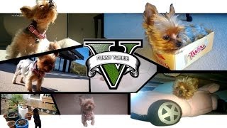 Funny Yorkie V by DUBReviews 50,143 views 9 years ago 3 minutes, 57 seconds
