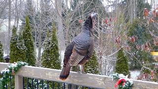 I just knew turkeys could fly.