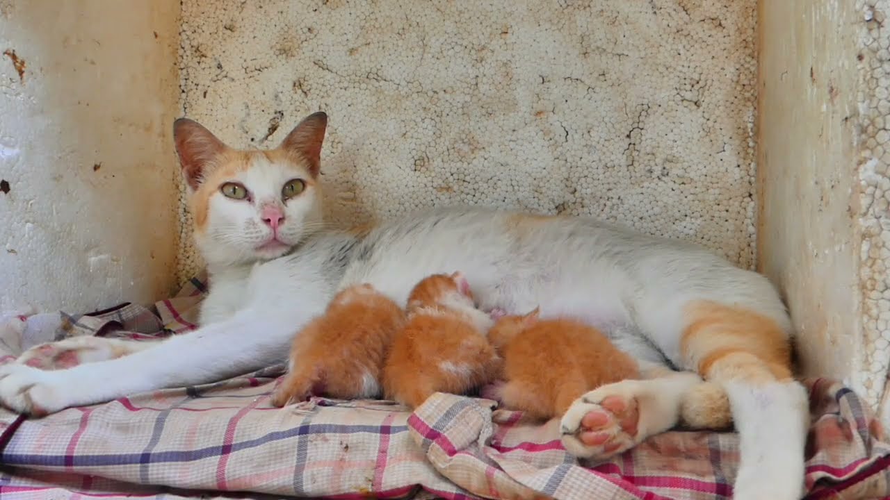 The mother cat is feeding milk for newborn kittens