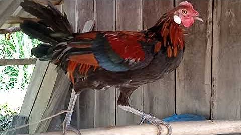 gà rừng f1  đây   qaib qus tsuam  zuam ib nb . nj zoo nkauj li cg nb