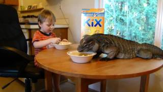Rhino iguana (Buddy) and Logan eating breakfast