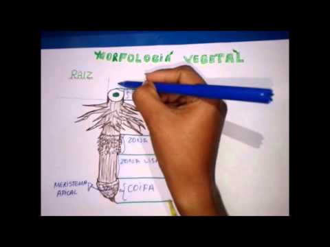 Bio Ensino- Morfologia