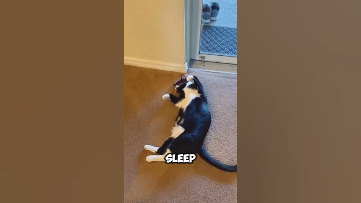 4 Reasons you should never adopt a Tuxedo cat!❌ #tuxedocat #funnycats #pets #catlover