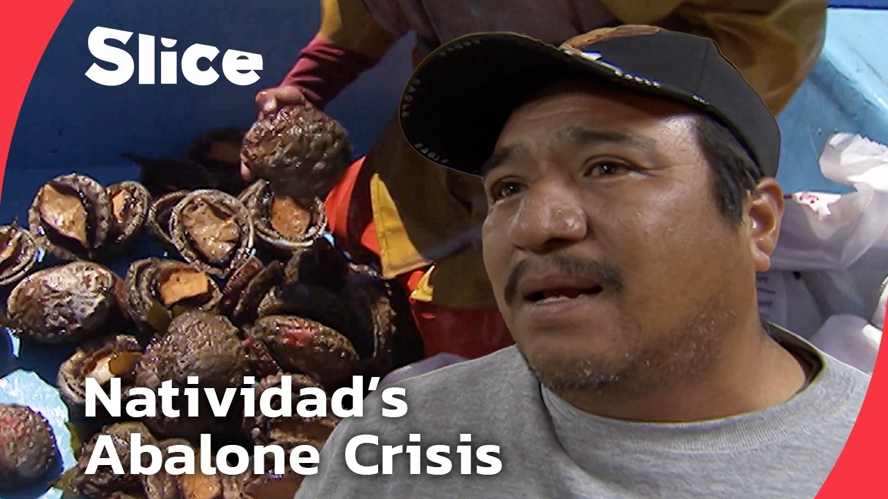 Documentary backdrop image for Natividad Fishermen's Dilemma: Is Preservation the Answer to Depredation? (2025)