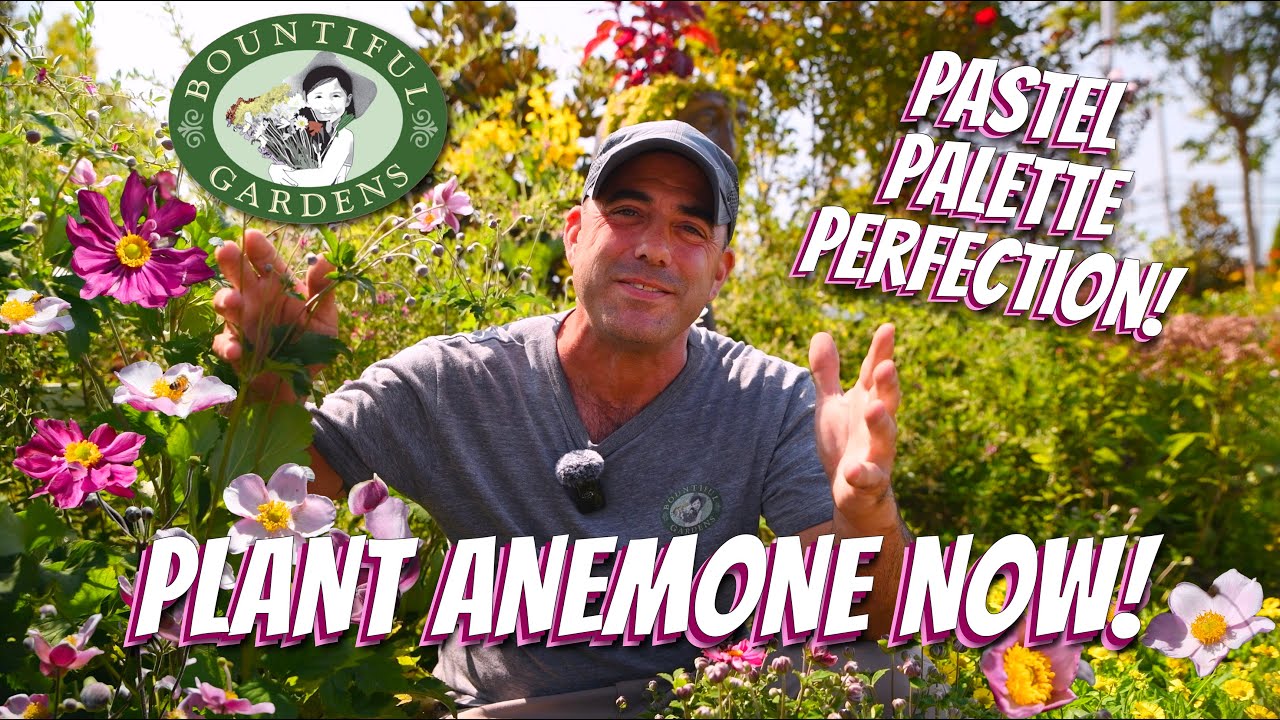 The PERFECT Late Summer Perennial for ANY Garden: Anemone (Windflower)!