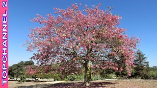 Download Lagu 6 Variedades de Ceiba más hermosas MP3