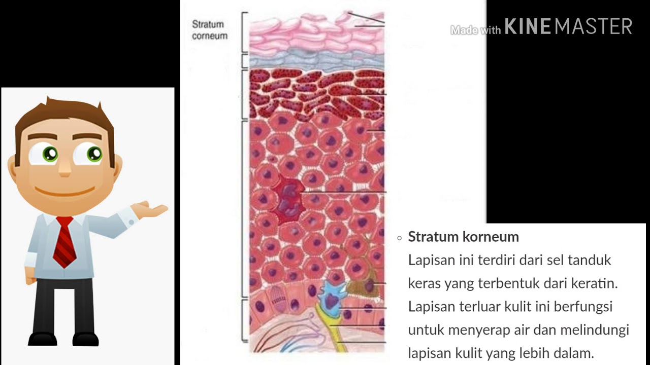 Pengertian Jaringan Epidermis Definisi Dan Penjelasan vrogue.co