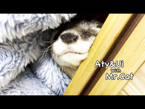 As a result of asking the sleeping otters “Don’t you want some fish?" [Otter life Day 684]