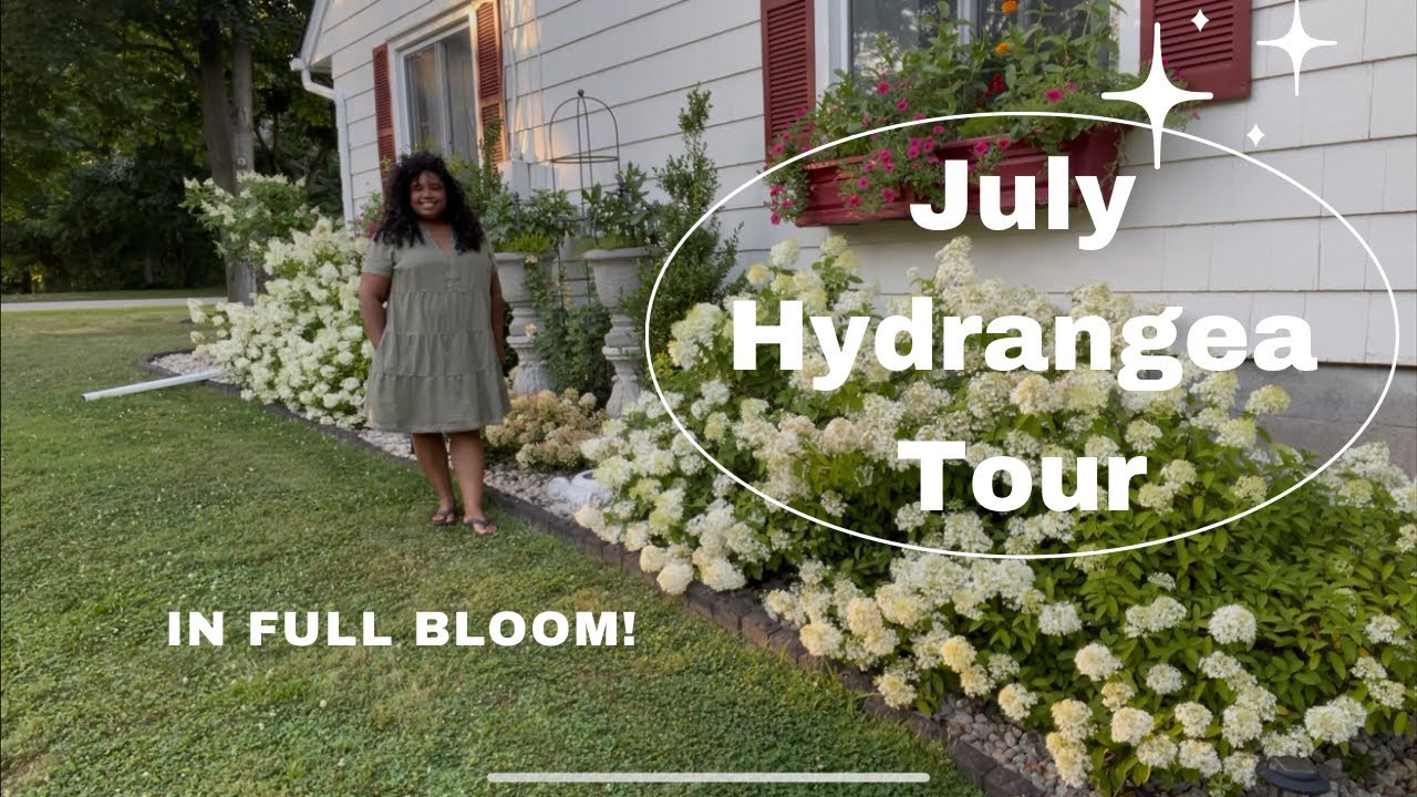 July Hydrangea Tour!! EVERYTHING IS IN BLOOM! 
