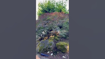 Perfect Japanese Lace Leaf maple pruned on July 22nd 2023 in Bellevue, WA