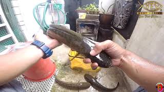 Haruan tangkapan Hujung minggu Bersama YES TOP SOFT BAIT 10x screenshot 5