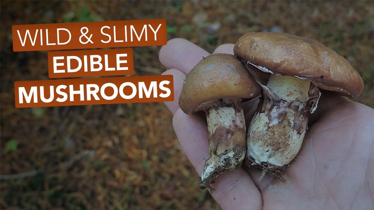 Wild Slimy Edible Mushrooms Youtube Stuffed Mushrooms Edible Mushrooms Edible Wild Slimy Edible Mushrooms Youtube Stuffed Mushrooms Edible Mushrooms Edible