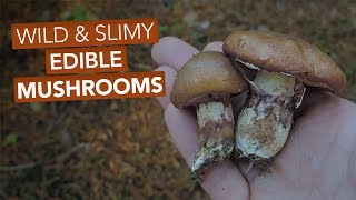 Slippery Jacks & Other Edible Suillus/Bolete Mushrooms