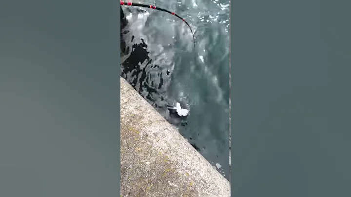 Large conger eal cought from the harbour