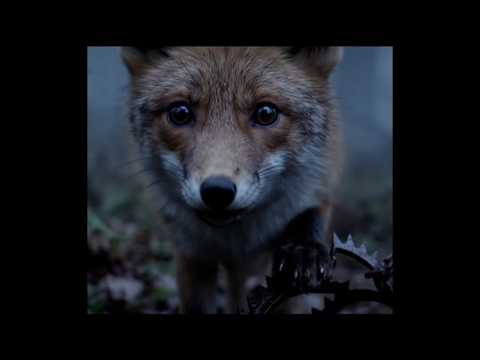 The Saddest Fox 🦊 Rescue You’ll See Today 😭🥺 #fox #animals #rescueanimals #sad #animallove #pets