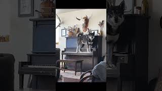 You believe this? #omg  #dog #wow #amazing #piano #viral #fyp #reels #shorts #4k #viralvideo #fypシ